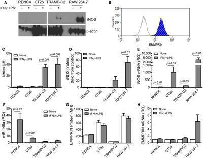 Function of miR-146a-5p in Tumor Cells As a Regulatory Switch between Cell Death and Angiogenesis: Macrophage Therapy Revisited